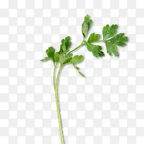 香菜-空若网 香菜-空若网