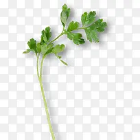 香菜-空若网 香菜-空若网