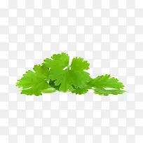 绿色香菜-空若网 绿色香菜-空若网