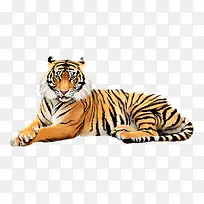 ÊÖ»æÀÏ»¢-¿ÕÈôÍø ÊÖ»æÀÏ»¢-¿ÕÈôÍø