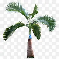 棕榈树-空若网 棕榈树-空若网
