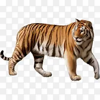 矢量卡通老虎-空若网 矢量卡通老虎-空若网