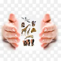 保护动物-空若网 保护动物-空若网