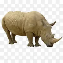 动物犀牛-空若网 动物犀牛-空若网