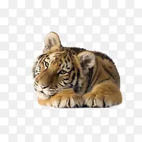 可爱小老虎-空若网 可爱小老虎-空若网