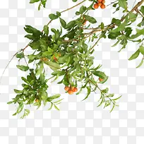 绿色高清树叶水果-空若网 绿色高清树叶水果-空若网