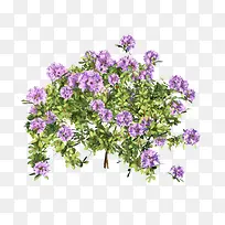 ��ɫ޹�²�-������