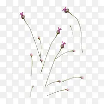 紫色薰衣草-空若网 紫色薰衣草-空若网