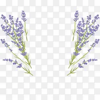 美丽好看的薰衣草-空若网 美丽好看的薰衣草-空若网