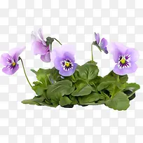 紫色薰衣草-空若网 紫色薰衣草-空若网