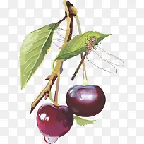 水果矢量图灯笼果蓝莓 蓝莓-空若网 水果矢量图灯笼果蓝莓 蓝莓-空若网