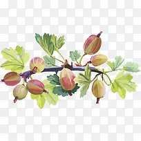 ��Խݮˮ��ӣ�� ������-������