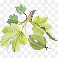 蔓越莓水果樱桃灯笼果 黑莓-空若网 蔓越莓水果樱桃灯笼果 黑莓-空若网