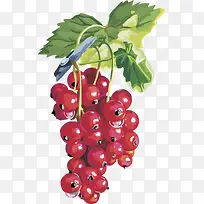 水果矢量图灯笼果蔓越莓-空若网 水果矢量图灯笼果蔓越莓-空若网