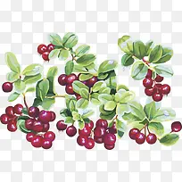 ��Խݮˮ��ӣ��-������