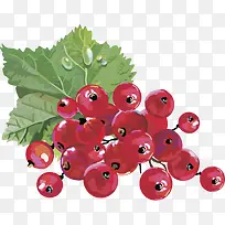 水果矢量图灯笼果蔓越莓-空若网 水果矢量图灯笼果蔓越莓-空若网