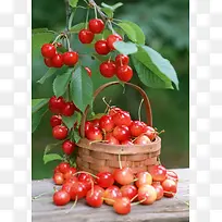 高清樱桃樱桃树摄影-空若网 高清樱桃樱桃树摄影-空若网