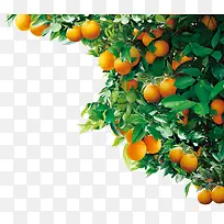 ��ľ������-������