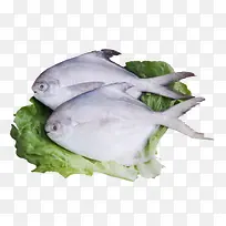 鲳鱼海鱼-空若网 鲳鱼海鱼-空若网