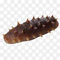 一个海参-空若网 一个海参-空若网