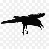 动物-空若网 动物-空若网