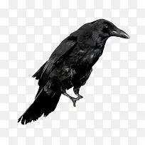 ��ɫ��ѻ-������