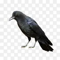 手绘黑色乌鸦创意-空若网 手绘黑色乌鸦创意-空若网