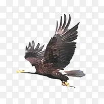 卡通手绘鹰-空若网 卡通手绘鹰-空若网