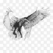 动物 鹰-空若网 动物 鹰-空若网
