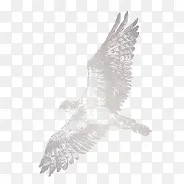 鹰手绘灰色鹰-空若网 鹰手绘灰色鹰-空若网