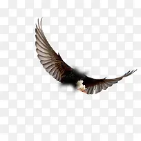 鹰的翅膀-空若网 鹰的翅膀-空若网