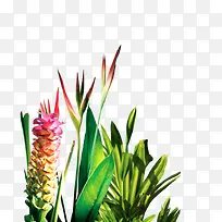 蓝花 绿草 宽的绿叶-空若网 蓝花 绿草 宽的绿叶-空若网