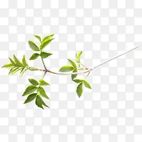 ��Ҷ�Ӱ�ɫ��֦-������