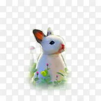 可爱白色无辜白兔-空若网 可爱白色无辜白兔-空若网