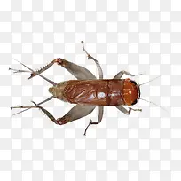 蟋蟀-空若网 蟋蟀-空若网