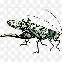 昆虫矢量素材-空若网 昆虫矢量素材-空若网