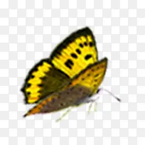 蝴蝶-空若网 蝴蝶-空若网