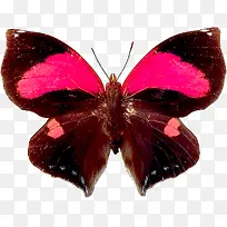 蝴蝶 昆虫 标本-空若网 蝴蝶 昆虫 标本-空若网