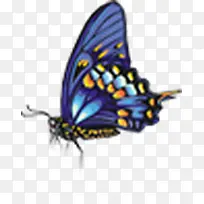 蝴蝶-空若网 蝴蝶-空若网