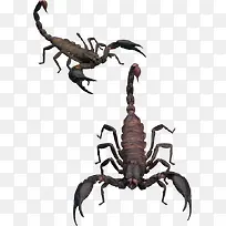 蝎子图片-空若网 蝎子图片-空若网