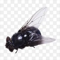 知了-空若网 知了-空若网