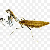 ��ɫ���-������