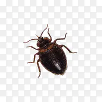 蟑螂素材-空若网 蟑螂素材-空若网