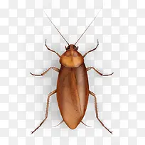 蟑螂素材-空若网 蟑螂素材-空若网