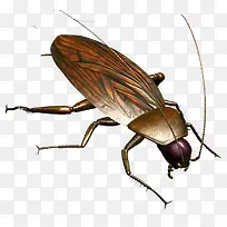 卡通绘画昆虫蟑螂-空若网 卡通绘画昆虫蟑螂-空若网