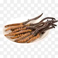 冬虫夏草-空若网 冬虫夏草-空若网