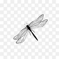 蜻蜓-空若网 蜻蜓-空若网