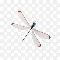 蜻蜓-空若网 蜻蜓-空若网