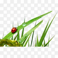 ������Ӱ��̲ݳ�-������