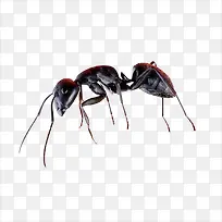 蚂蚁-空若网 蚂蚁-空若网